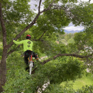 Atlas Tree Service – Providing Full Service Tree Care Services