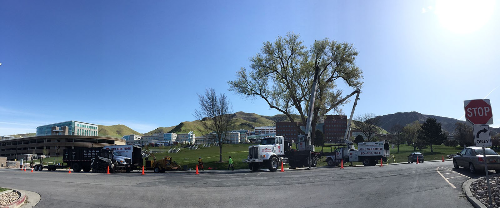 Atlas Tree Service – Providing Full Service Tree Care Services