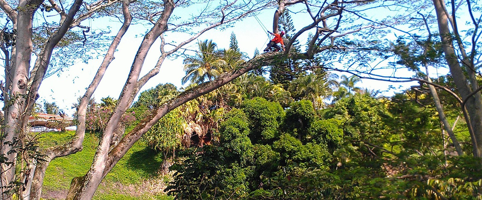 Atlas Tree Service – Providing Full Service Tree Care Services